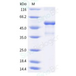Recombinant Human CD137L