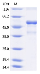 Recombinant Human CD137L