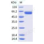 Recombinant Human CD137