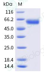Recombinant Human CD137