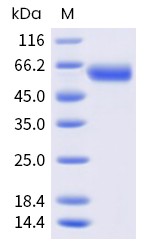 Recombinant Human CD137