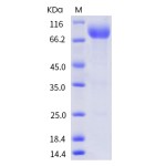 Recombinant Human CD155 