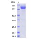 Recombinant Human CD155 