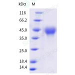Recombinant Human CD27