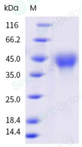 Recombinant Human CD27