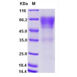 Recombinant Human CD27