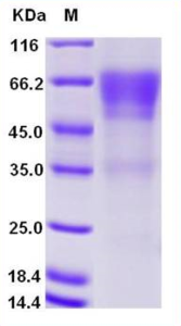 Recombinant Human CD27