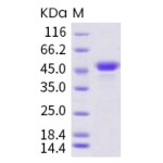 Recombinant Human CD40L 