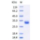 Recombinant Human CD40 