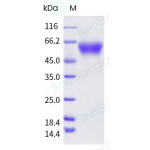 Recombinant Human CD47