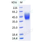 Recombinant Human CD80