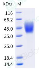 Recombinant Human CD80