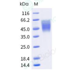 Recombinant Human CD86