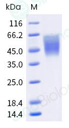 Recombinant Human CD86