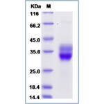 Mouse CD8A & CD8B Heterodimer Protein
