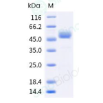 Recombinant Human CTLA4
