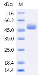 Recombinant Human CTLA4