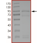 EGFR (L858R), Active
