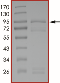 EGFR (L858R), Active