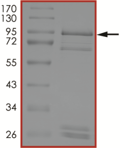 EGFR (T790M), Active