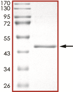 EGFR (V948R), Active