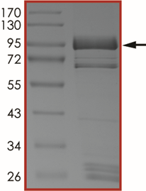 EGFR (L792H), Active