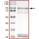 EGFR (d746-750), Active