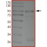EGFR (K716A), Active