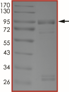 EGFR (K716A), Active