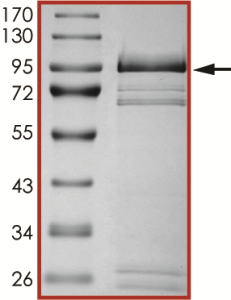 EGFR (D761Y), Active