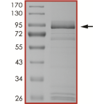 EGFR (L861Q), Active