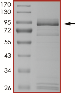 EGFR (L861Q), Active