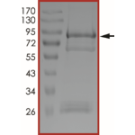 EGFR (G719C), Active