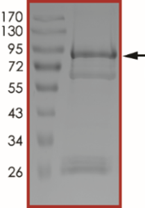 EGFR (G719C), Active