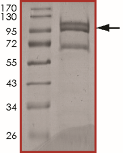 EGFR (d747-749), Active