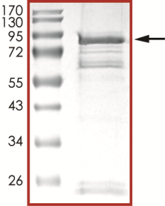 EGFR (C797A), Active