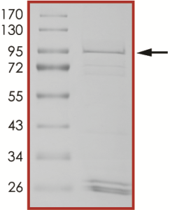 EGFR (H773-V774insAH) Protein