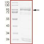 EGFR (V769-D770insGE), Active