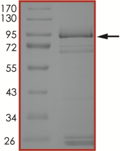 EGFR (N771-P772insH), Active