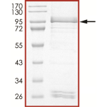 EGFR (N771_P772insN), Active