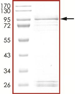 EGFR (P772_H773insPR), Active