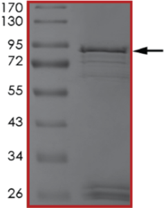 EGFR (V769_D770insASV) Protein