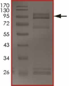 EGFR (V769_D770insGE) Protein