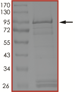 EGFR (P772_H773insNPH), Active