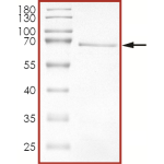 HER2 (d755-759), Active