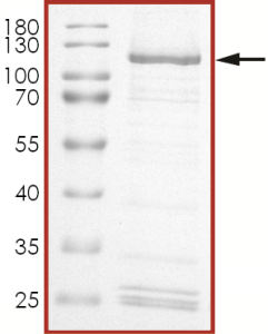 HER2 (E719G) Protein