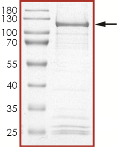 HER2 (V777L), Active