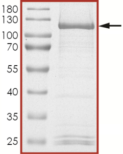 HER2 (V842I), Active