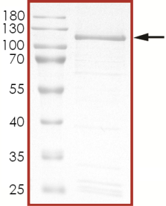 HER2 (R896C), Active