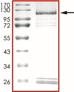 HER2 (L785F), Active
